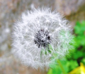 dandelion